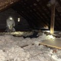 Why You Should Consider Removing Old Attic Insulation